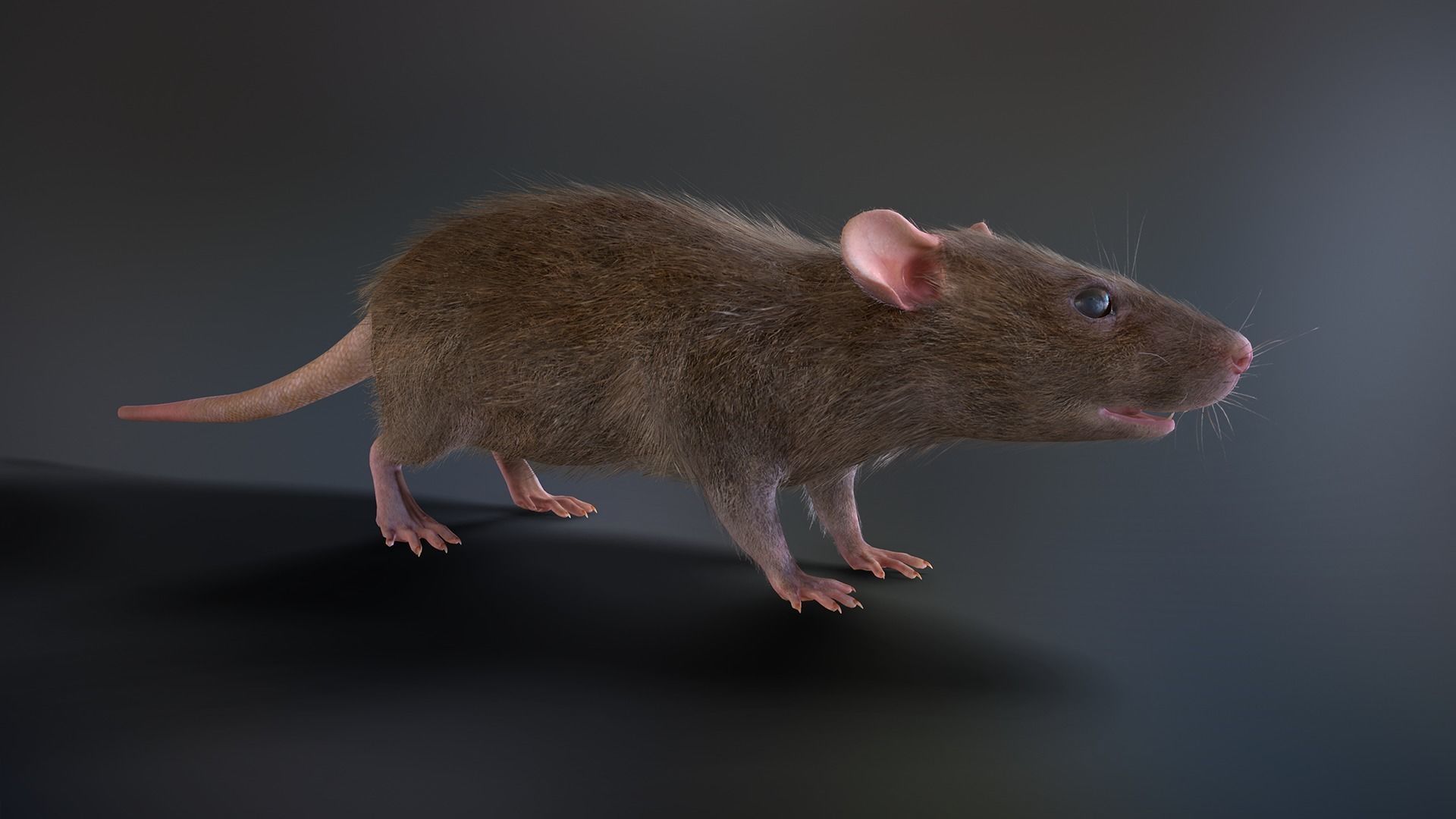 Mouse rat Low-poly 3D model_5