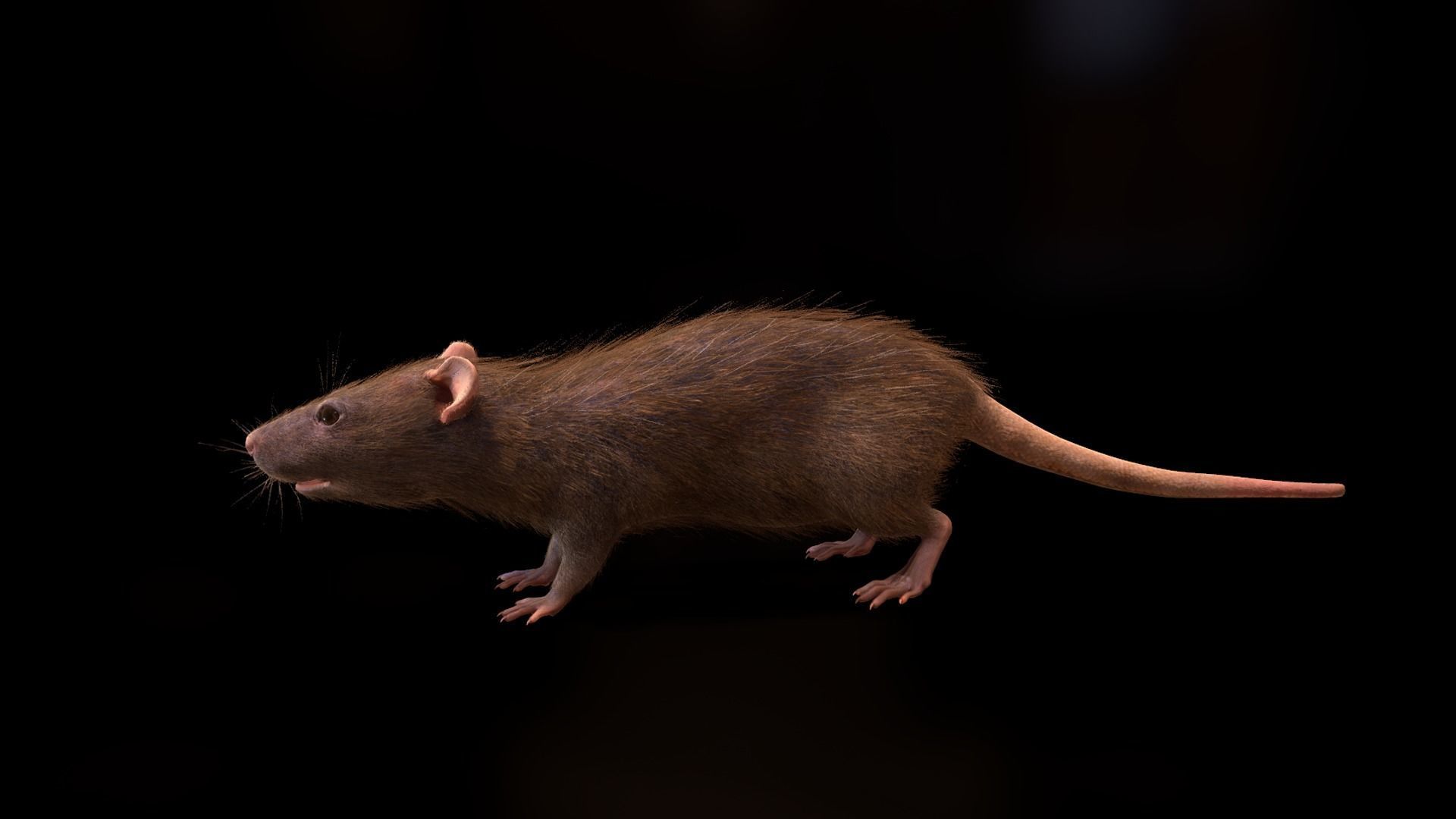 Mouse rat Low-poly 3D model_14