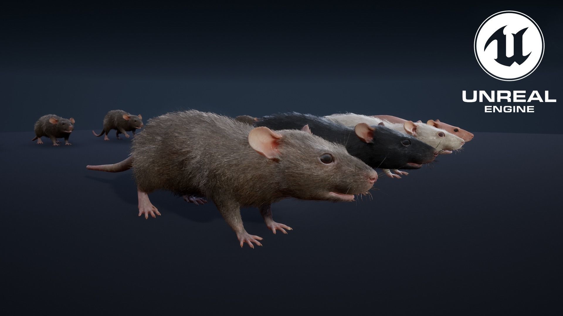 Mouse rat Low-poly 3D model_20
