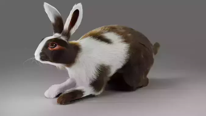  Fur Rabbit Gray V04 Rigged and Animation Low-poly 3D model