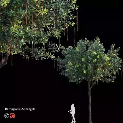 Barringtonia acutangula
