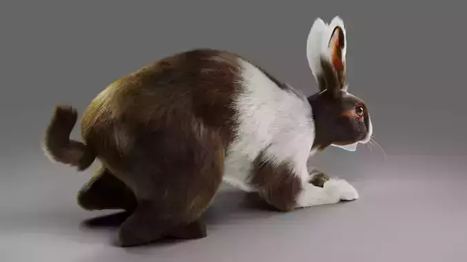 Fur Rabbit Gray V04 Rigged