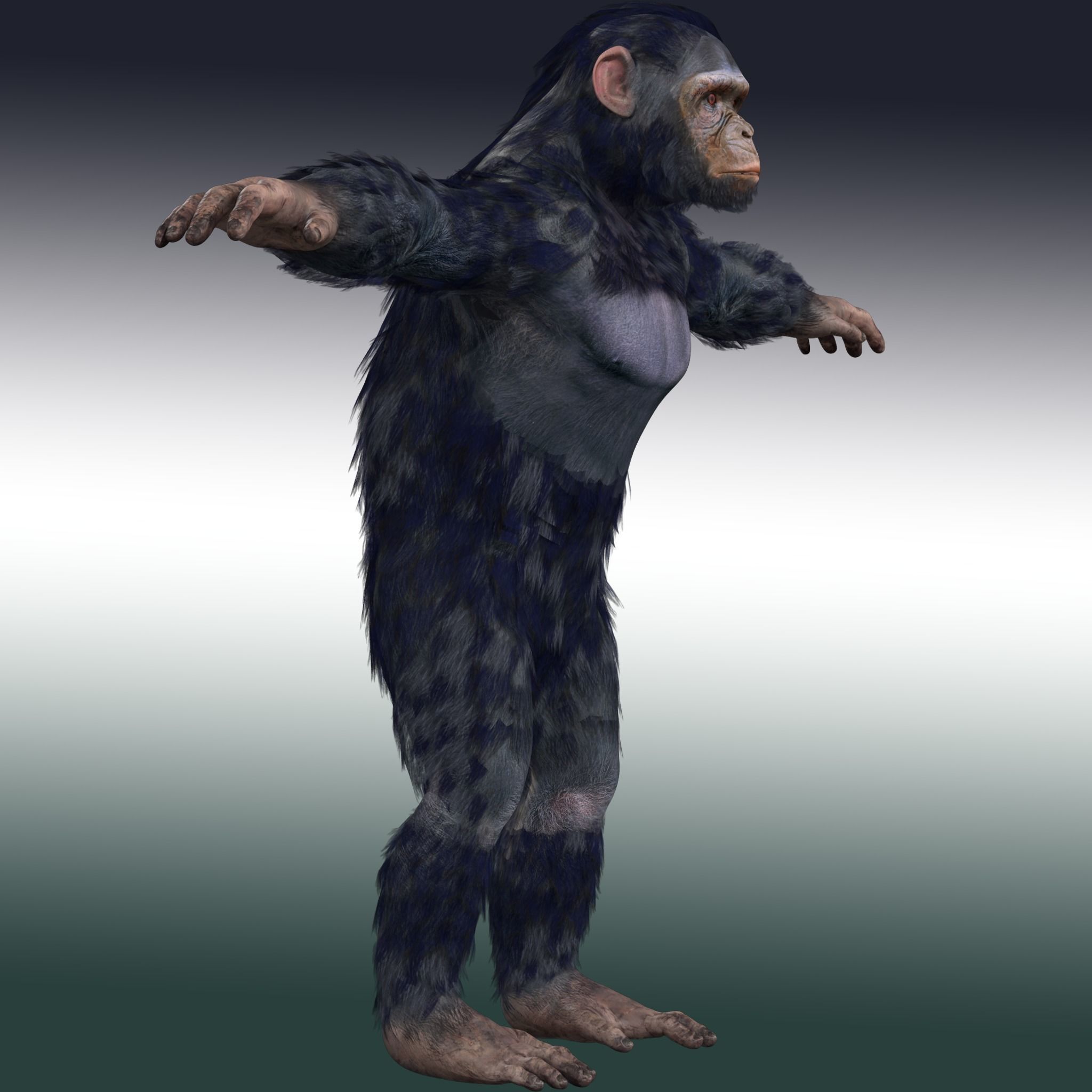 Chimpanzee Ape Rig 3D model_5