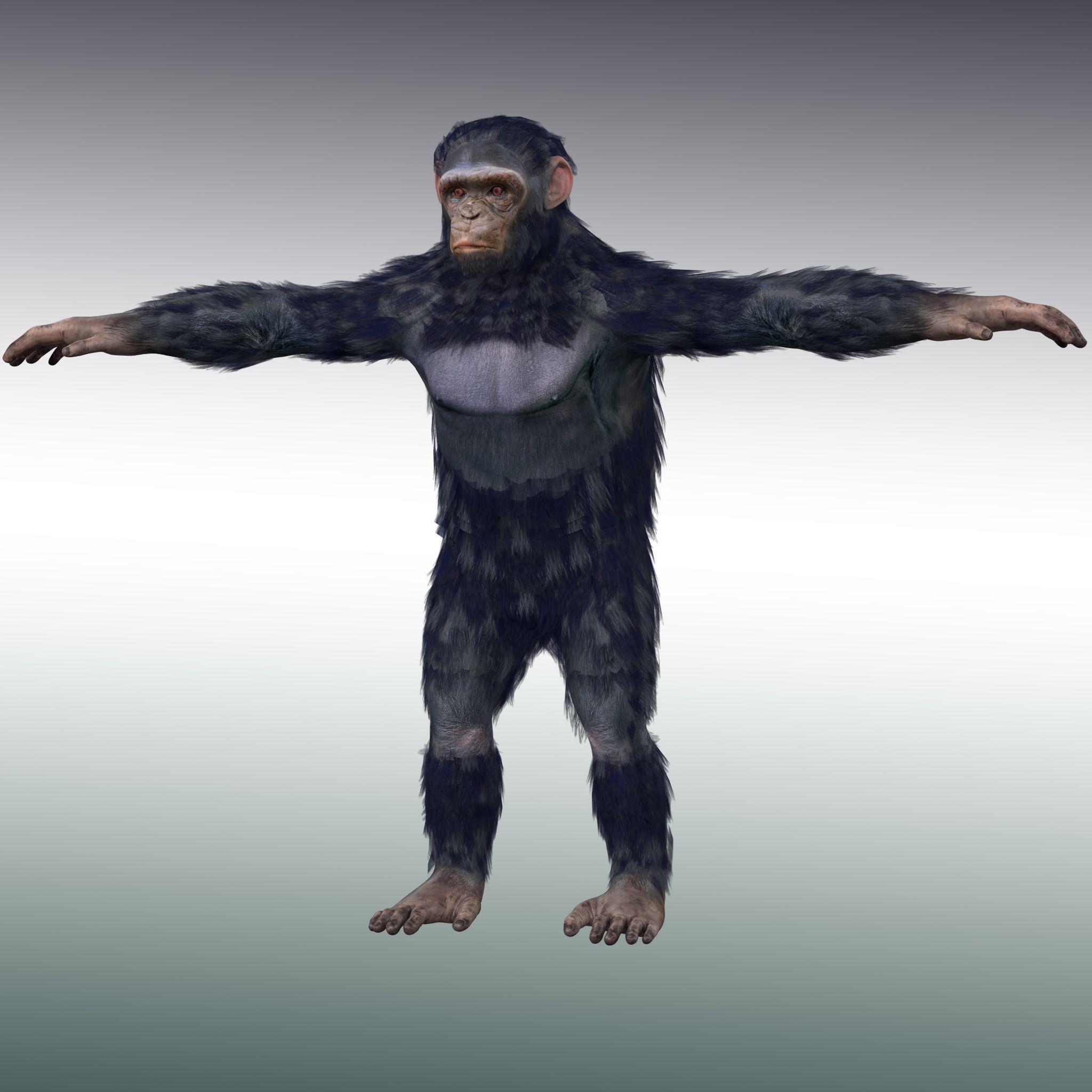 Chimpanzee Ape Rig 3D model_2