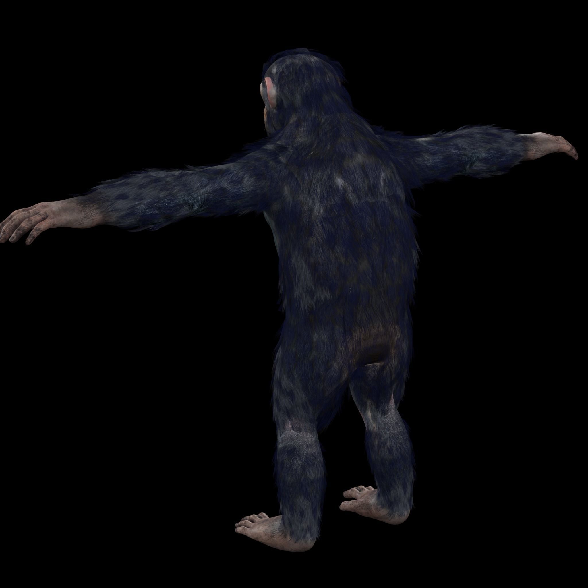 Chimpanzee Ape Rig 3D model_4