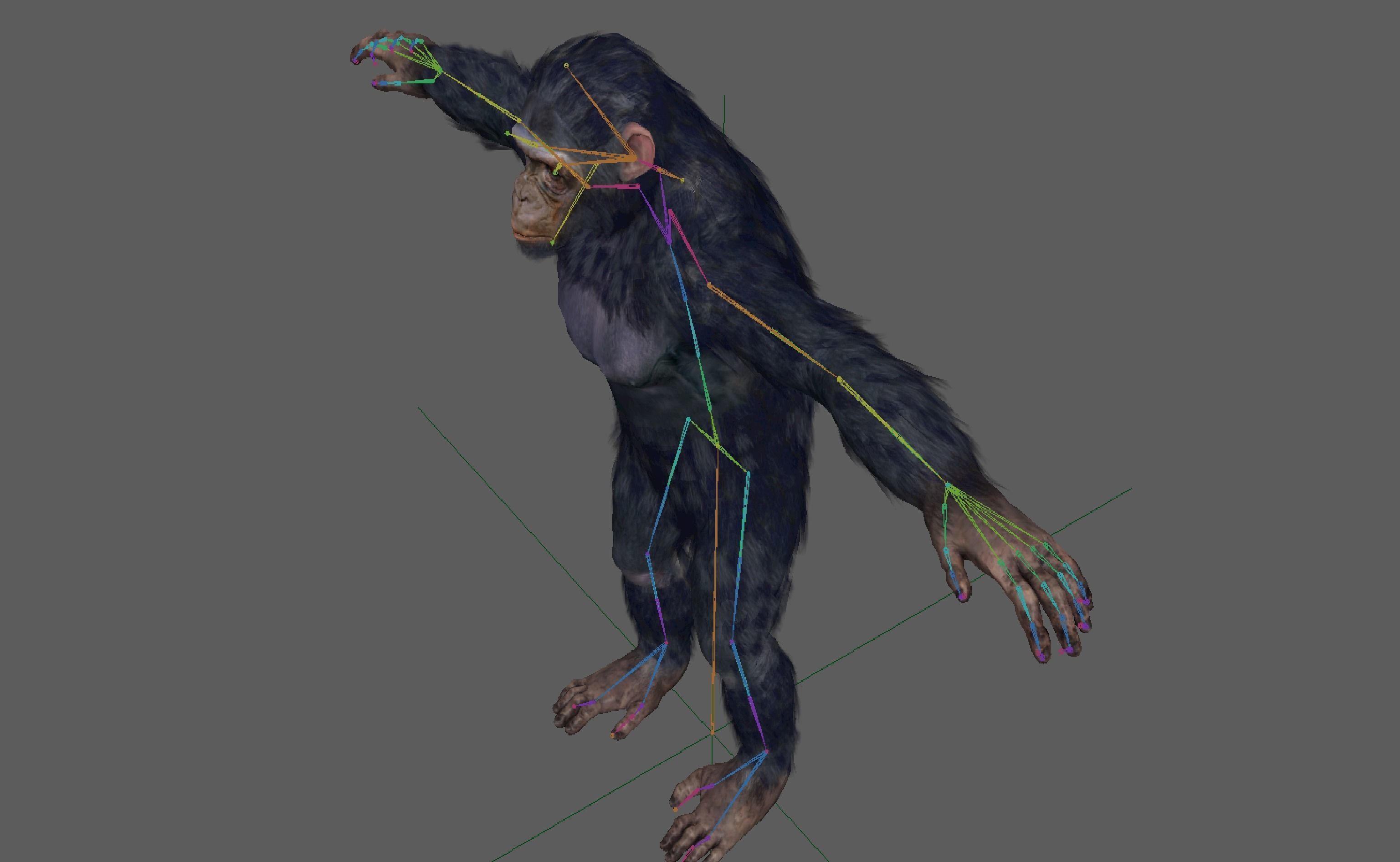 Chimpanzee Ape Rig 3D model_16