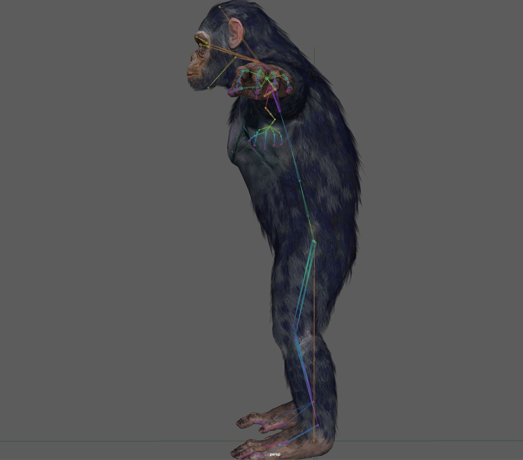 Chimpanzee Ape Rig 3D model_14
