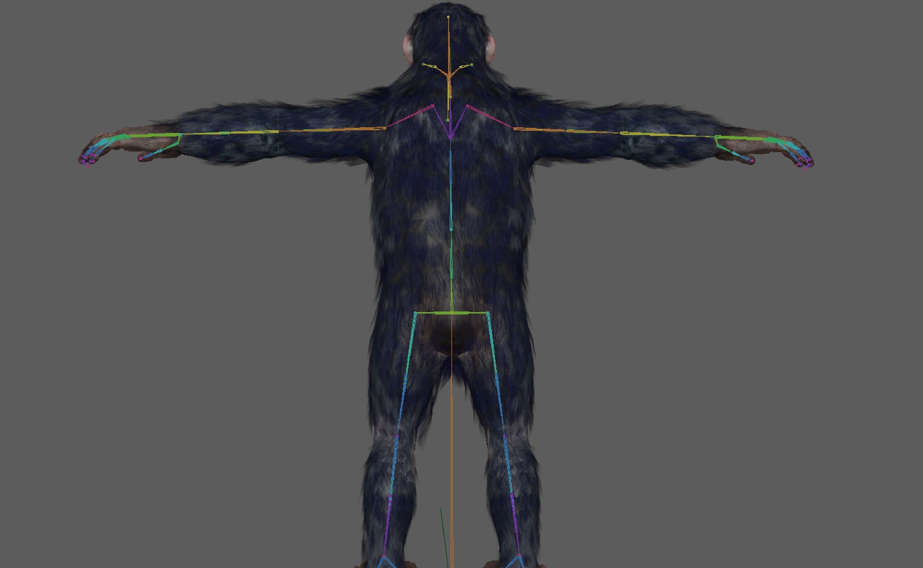 Chimpanzee Ape Rig 3D model_17