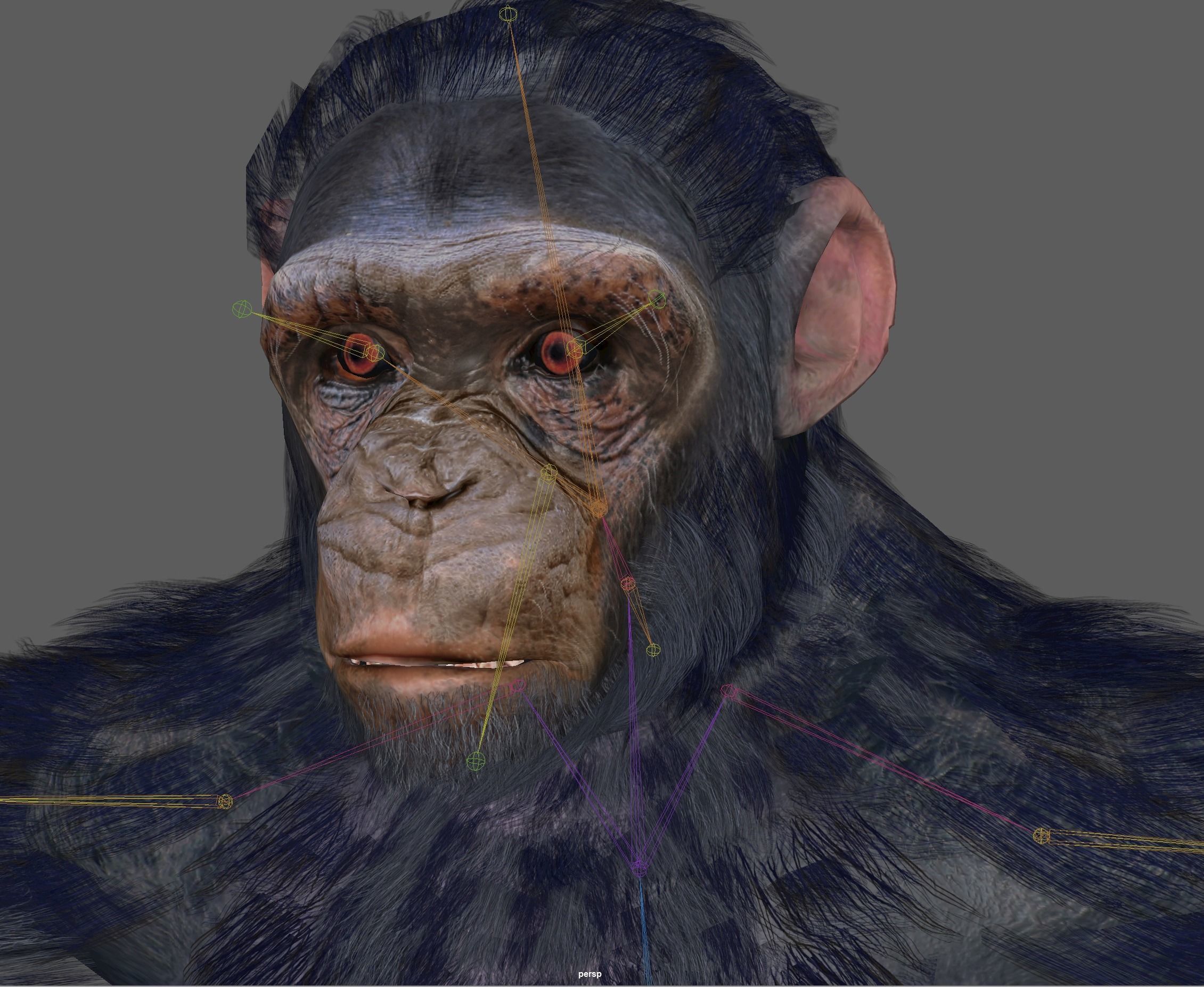 Chimpanzee Ape Rig 3D model_20
