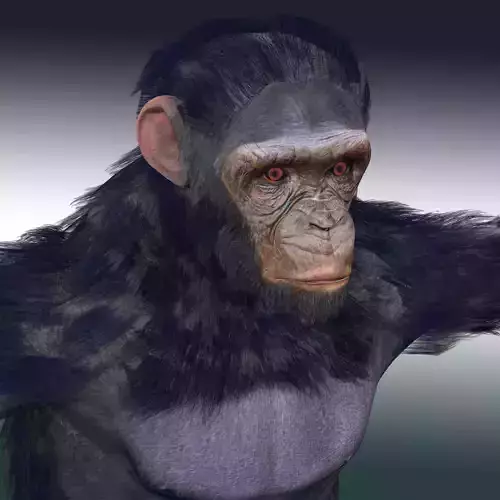 Chimpanzee Ape Rig 3D model