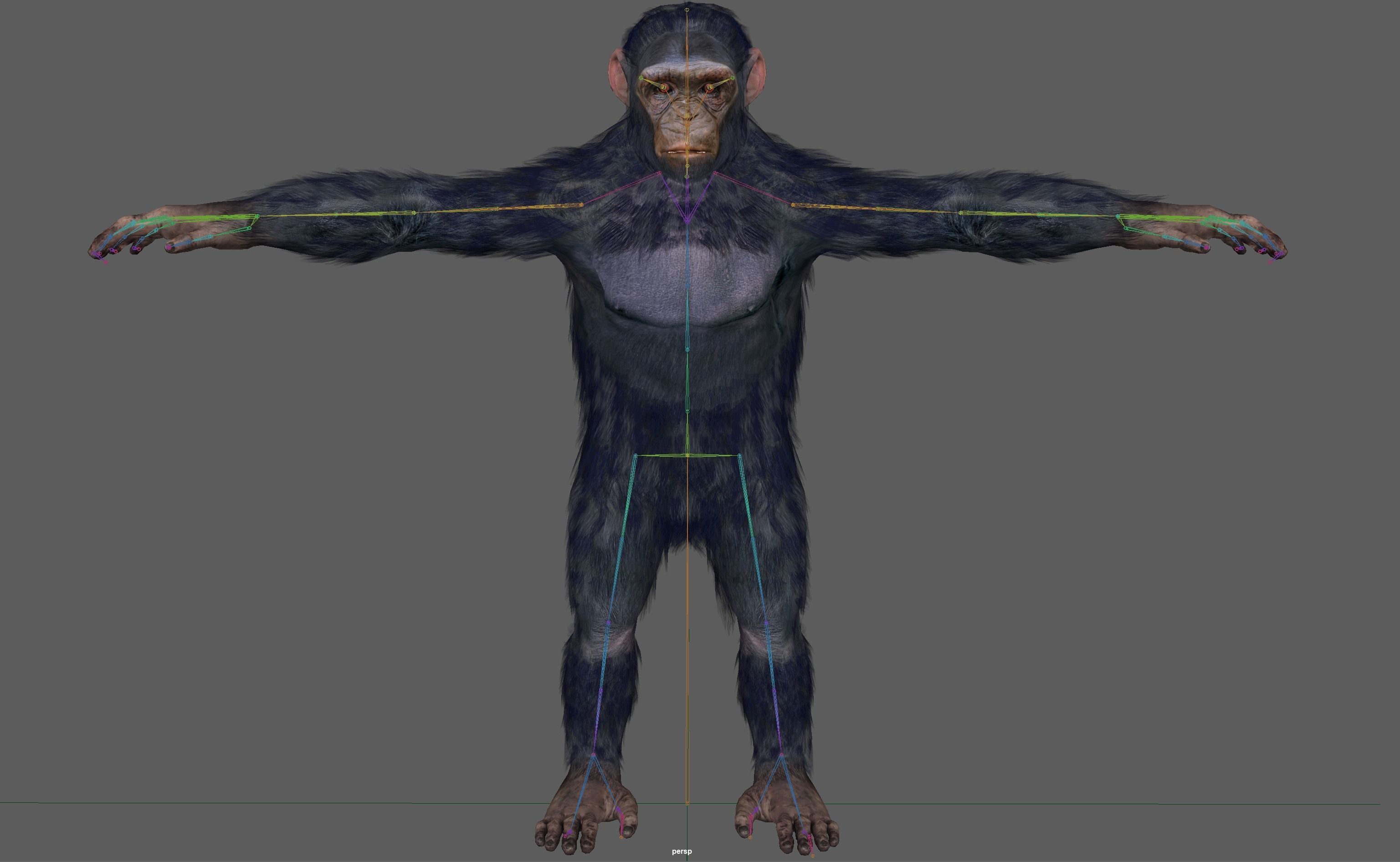 Chimpanzee Ape Rig 3D model_19