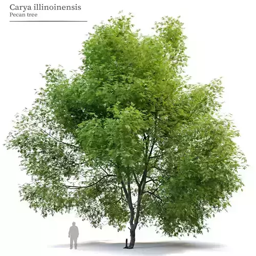 Pecan tree 3D model