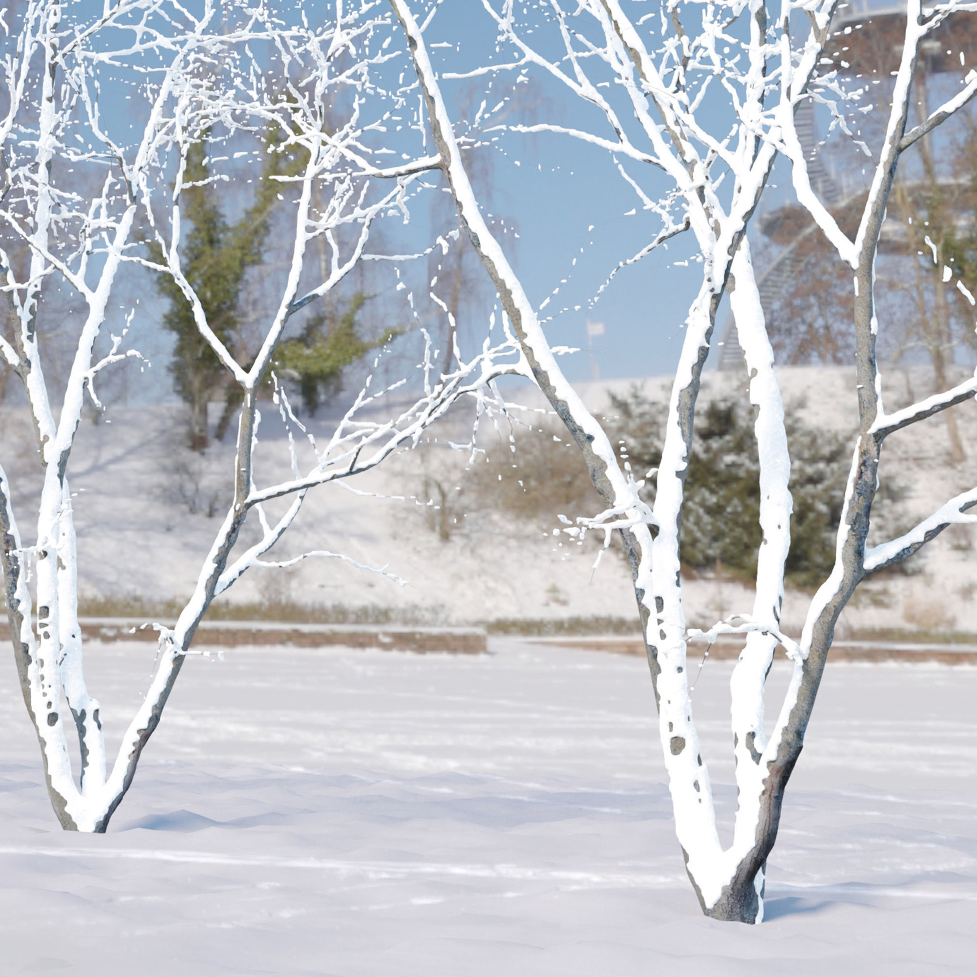 winter American beech 3D model_4