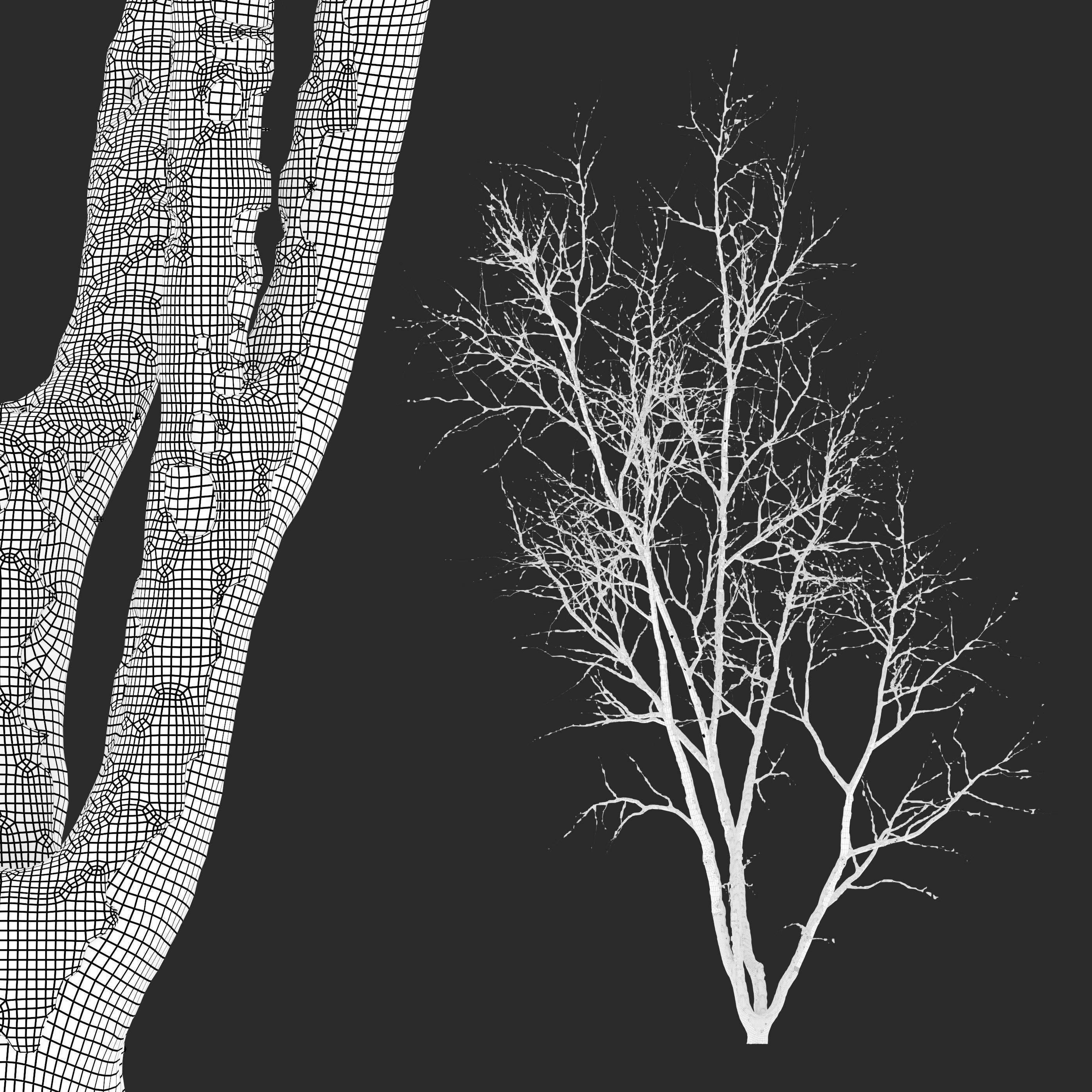 winter American beech 3D model_6