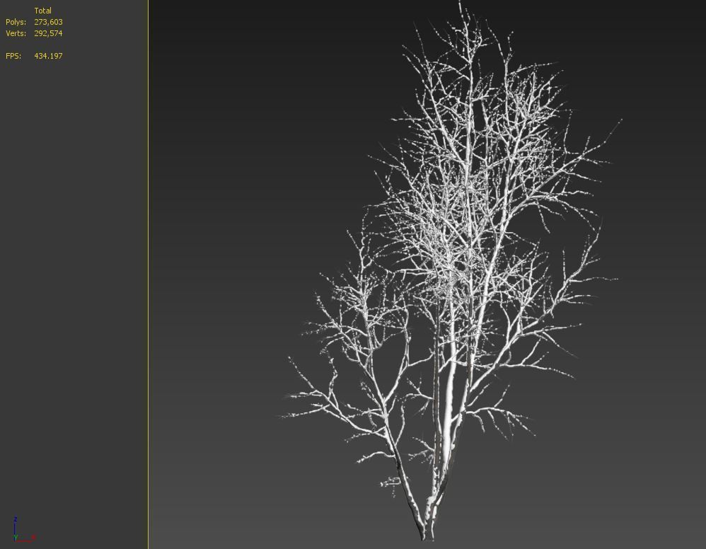 winter American beech 3D model_7