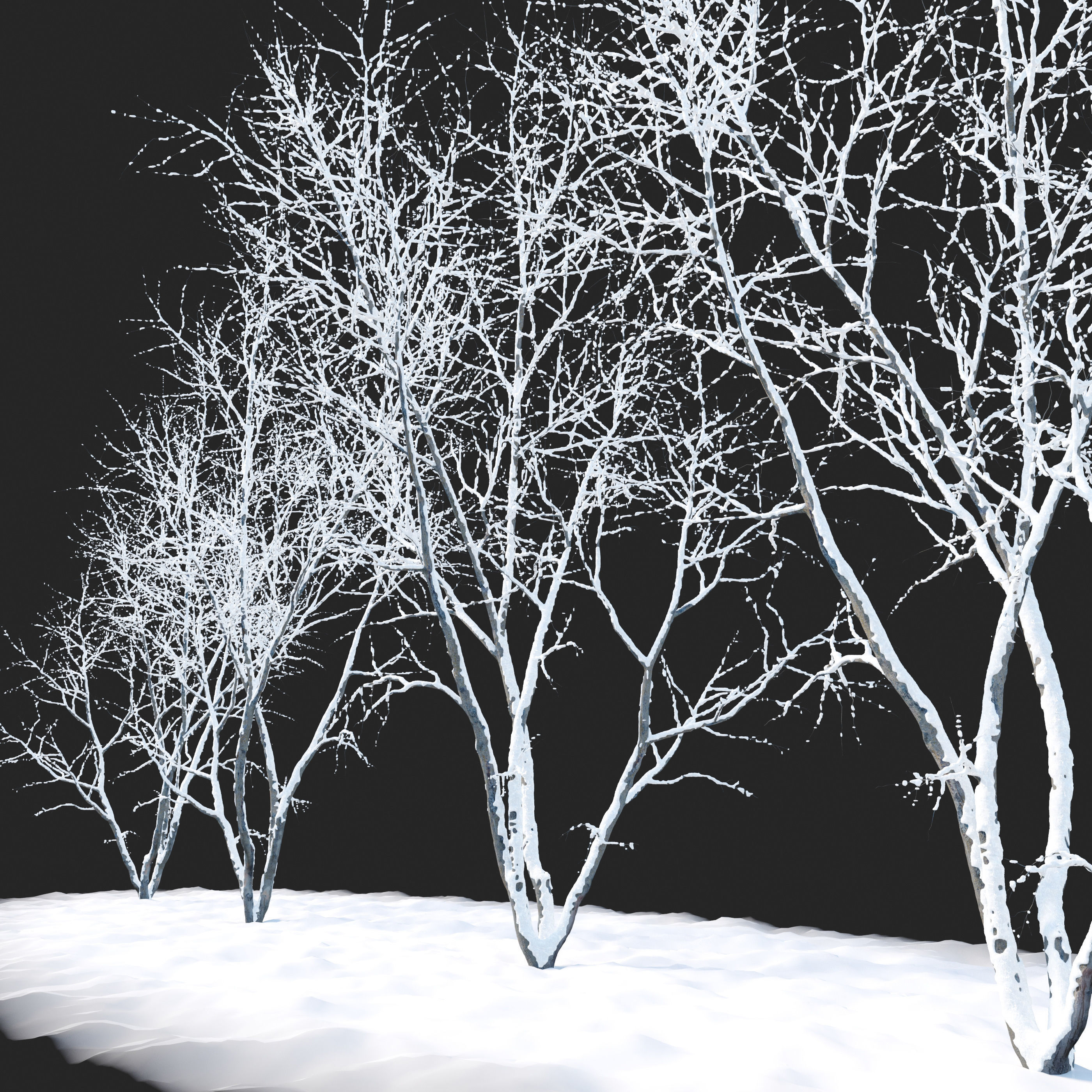 winter American beech 3D model_2