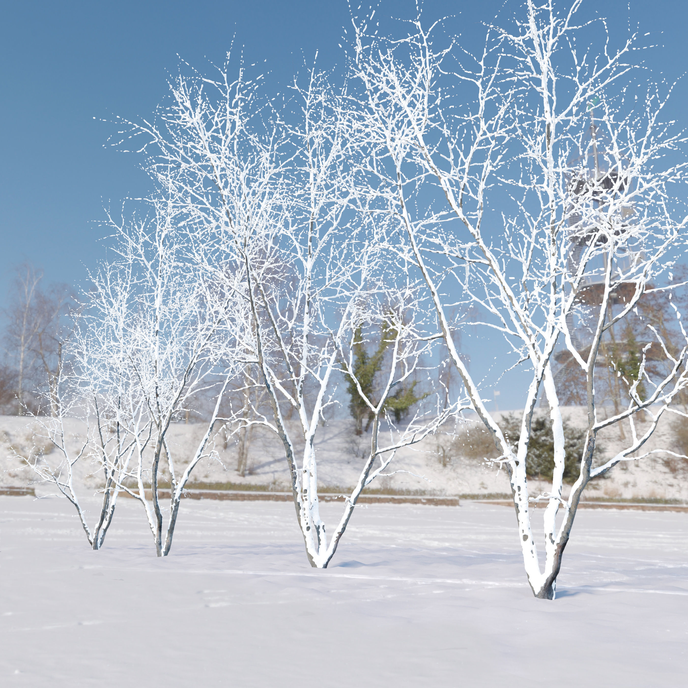 winter American beech 3D model_1