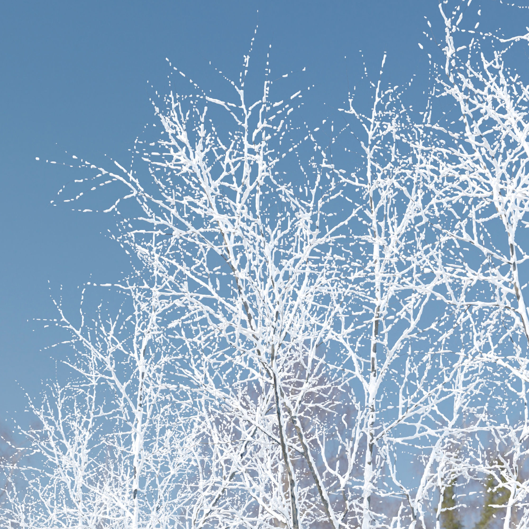 winter American beech 3D model_5