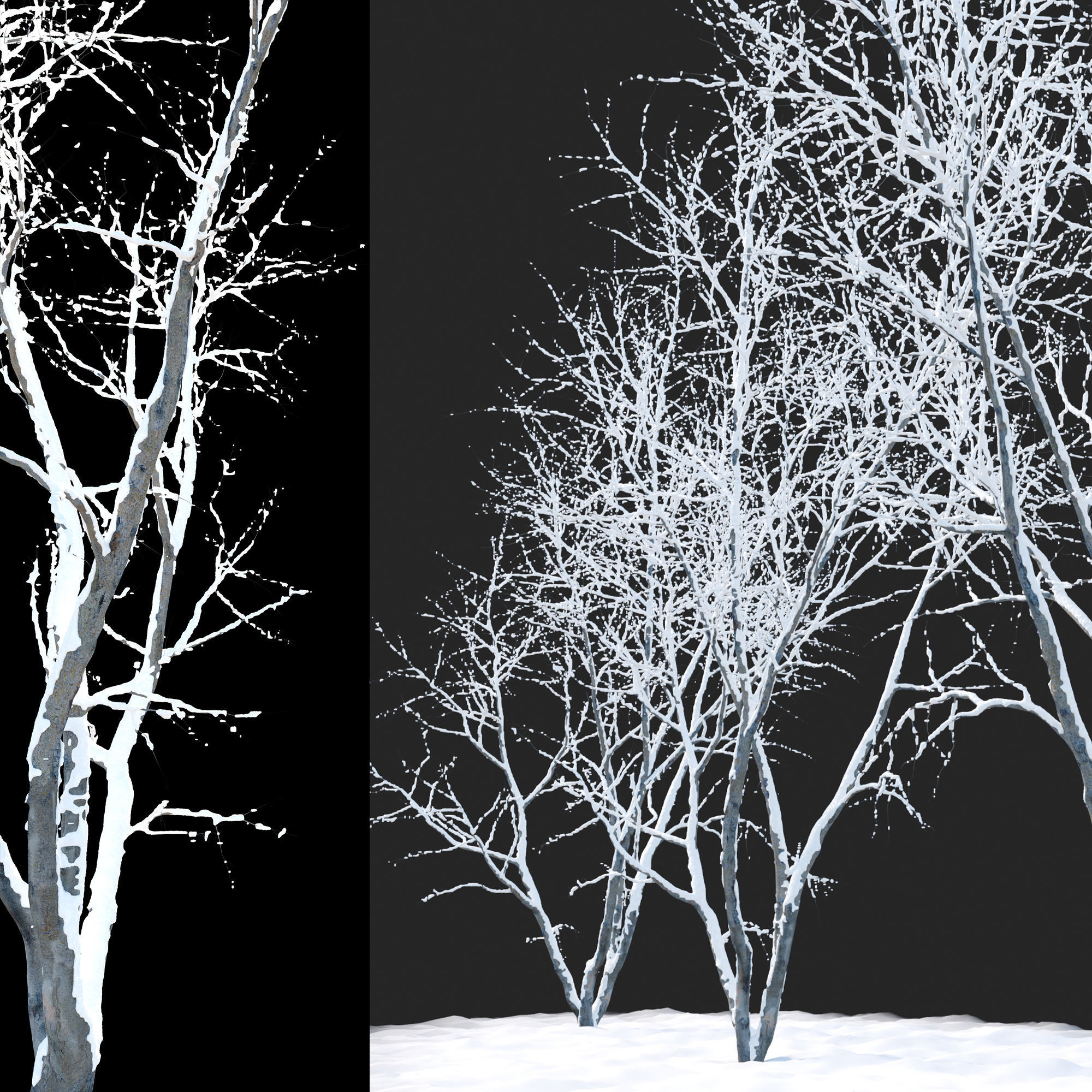 winter American beech 3D model_3