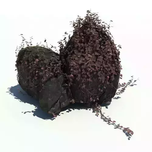 Purple Ivy Covered Rocks