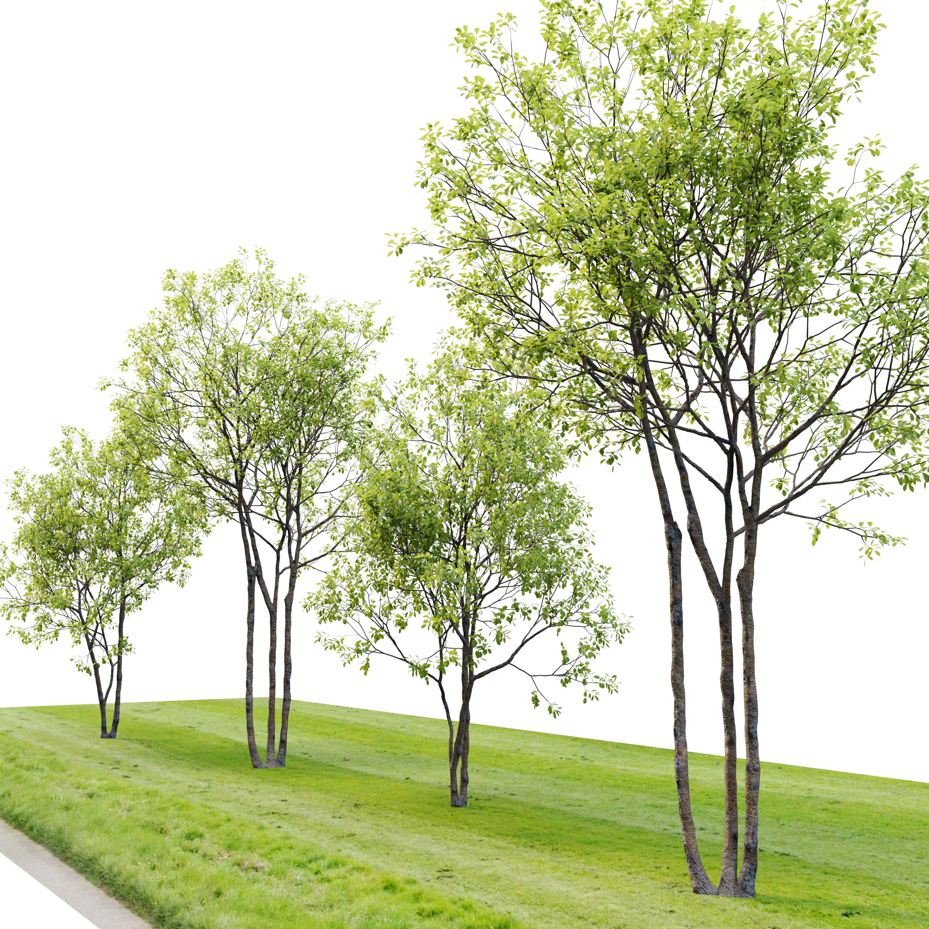 Prunus maritima 3D model_1