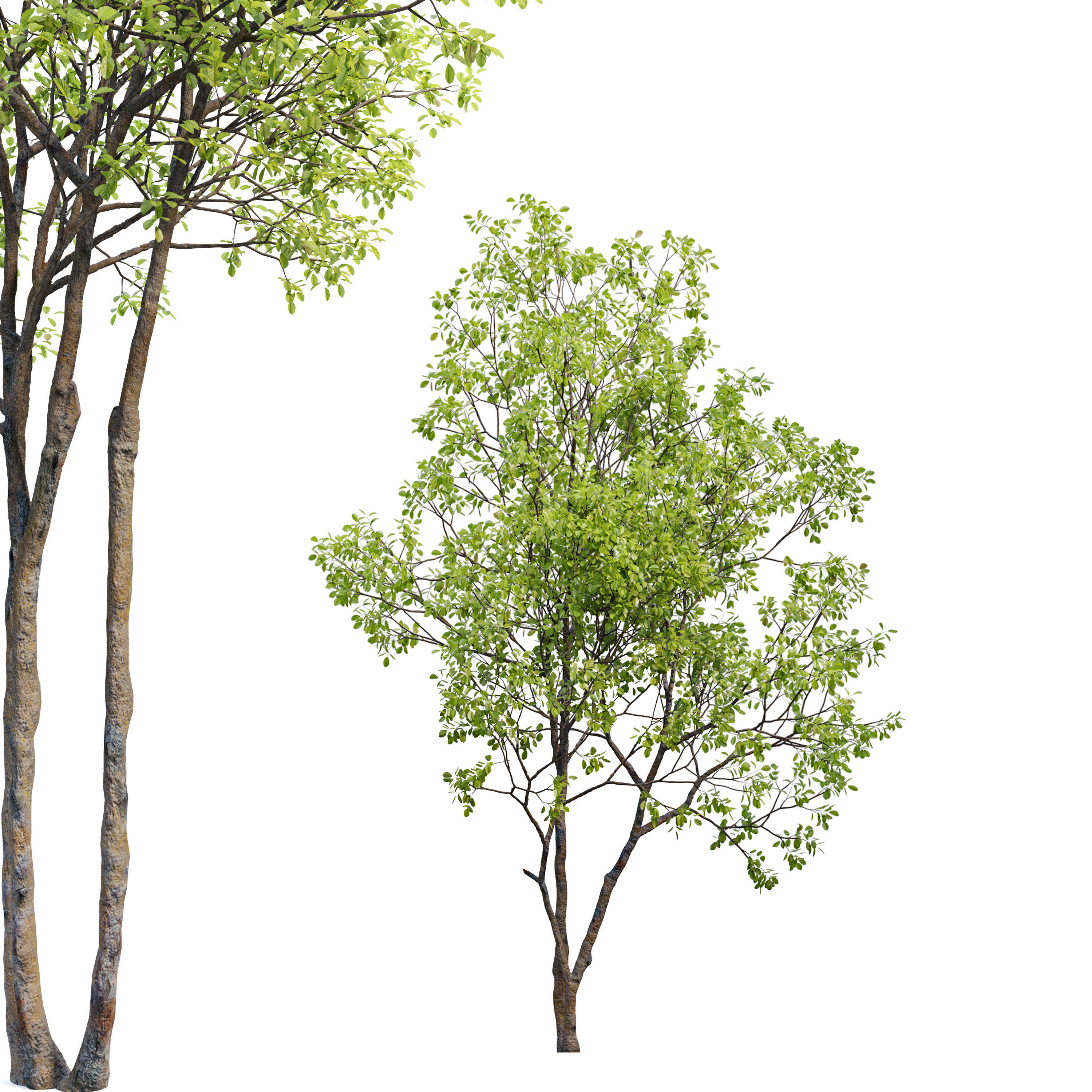Prunus maritima 3D model_5