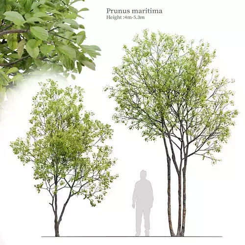 Prunus maritima 3D model