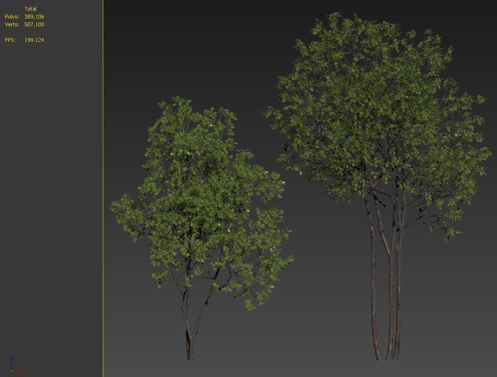 Prunus maritima 3D model_7