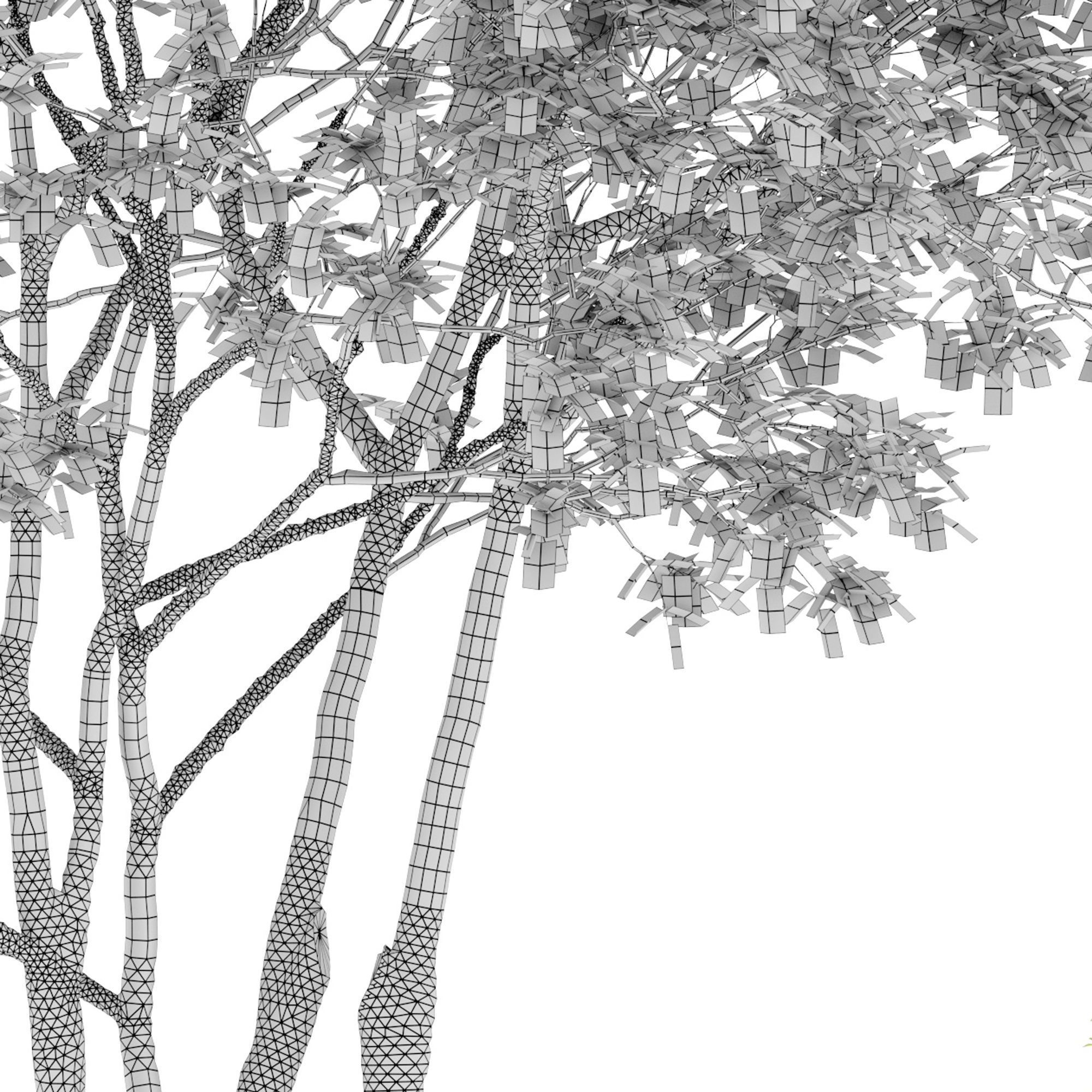 Prunus maritima 3D model_6