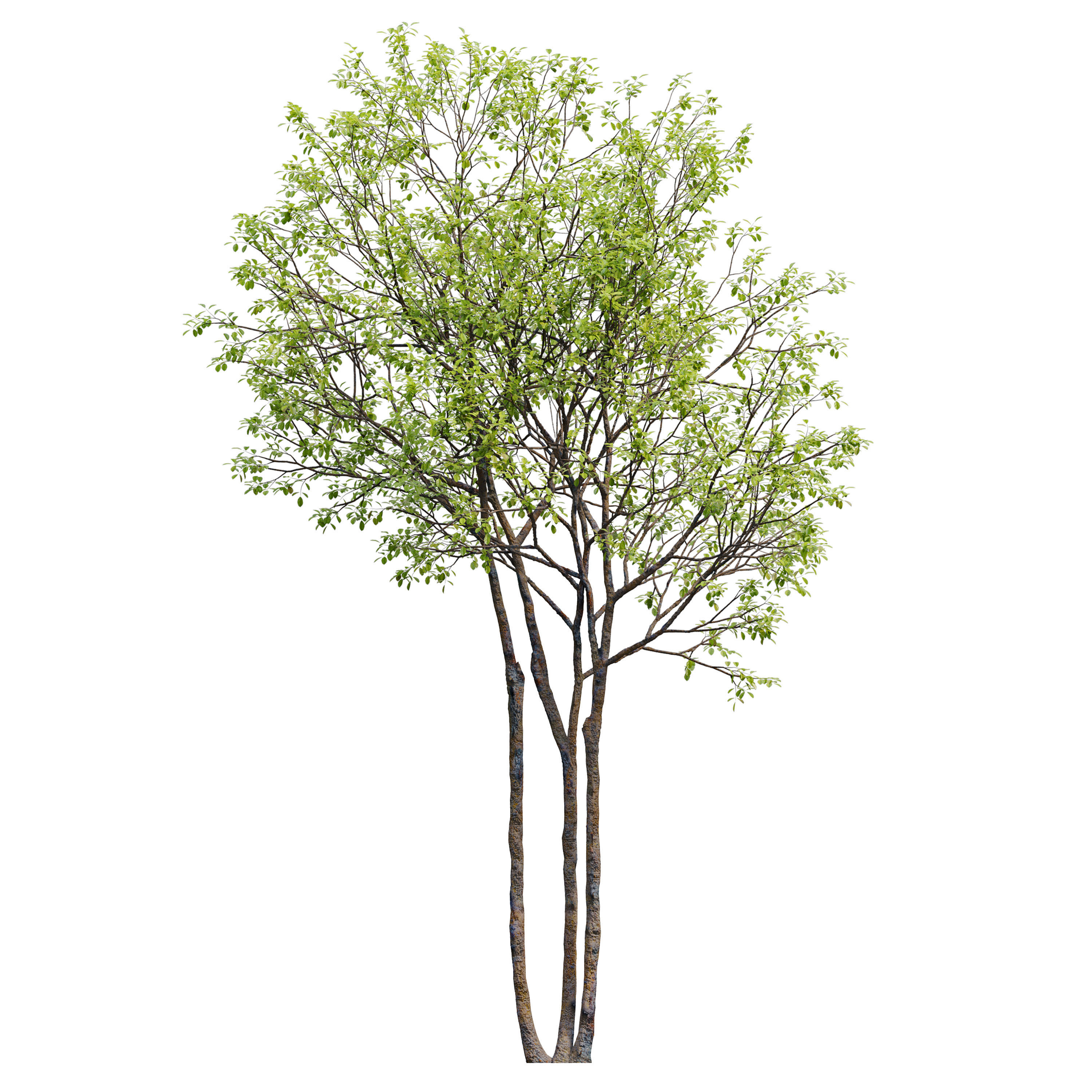 Prunus maritima 3D model_4