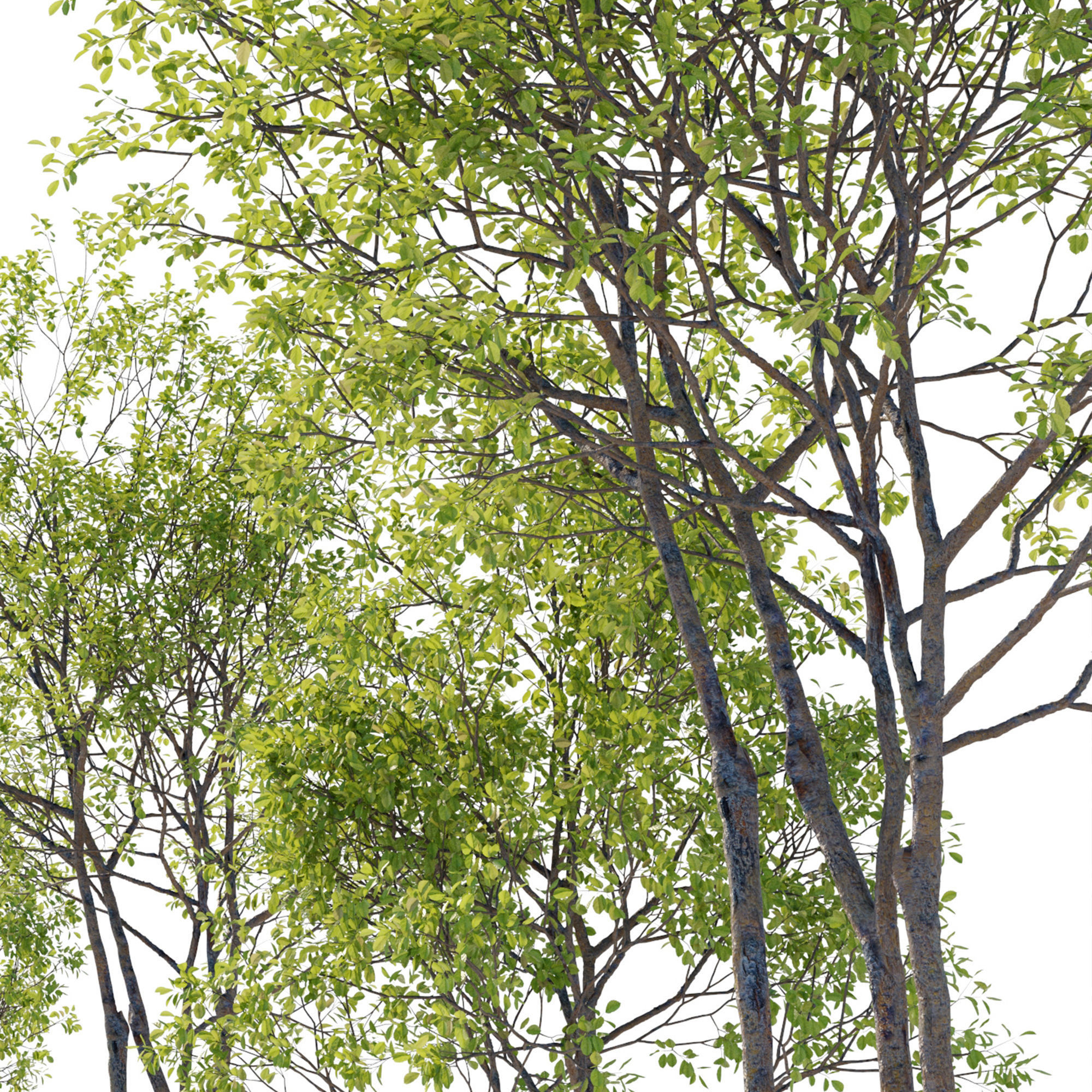 Prunus maritima 3D model_3