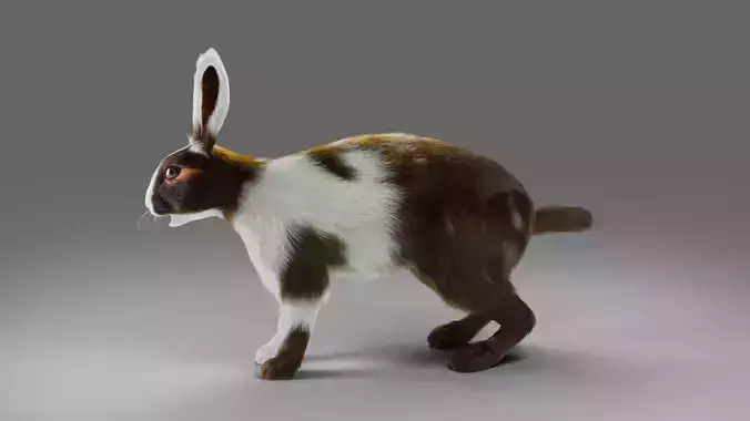 Fur Rabbit Gray V04 NO Rigged