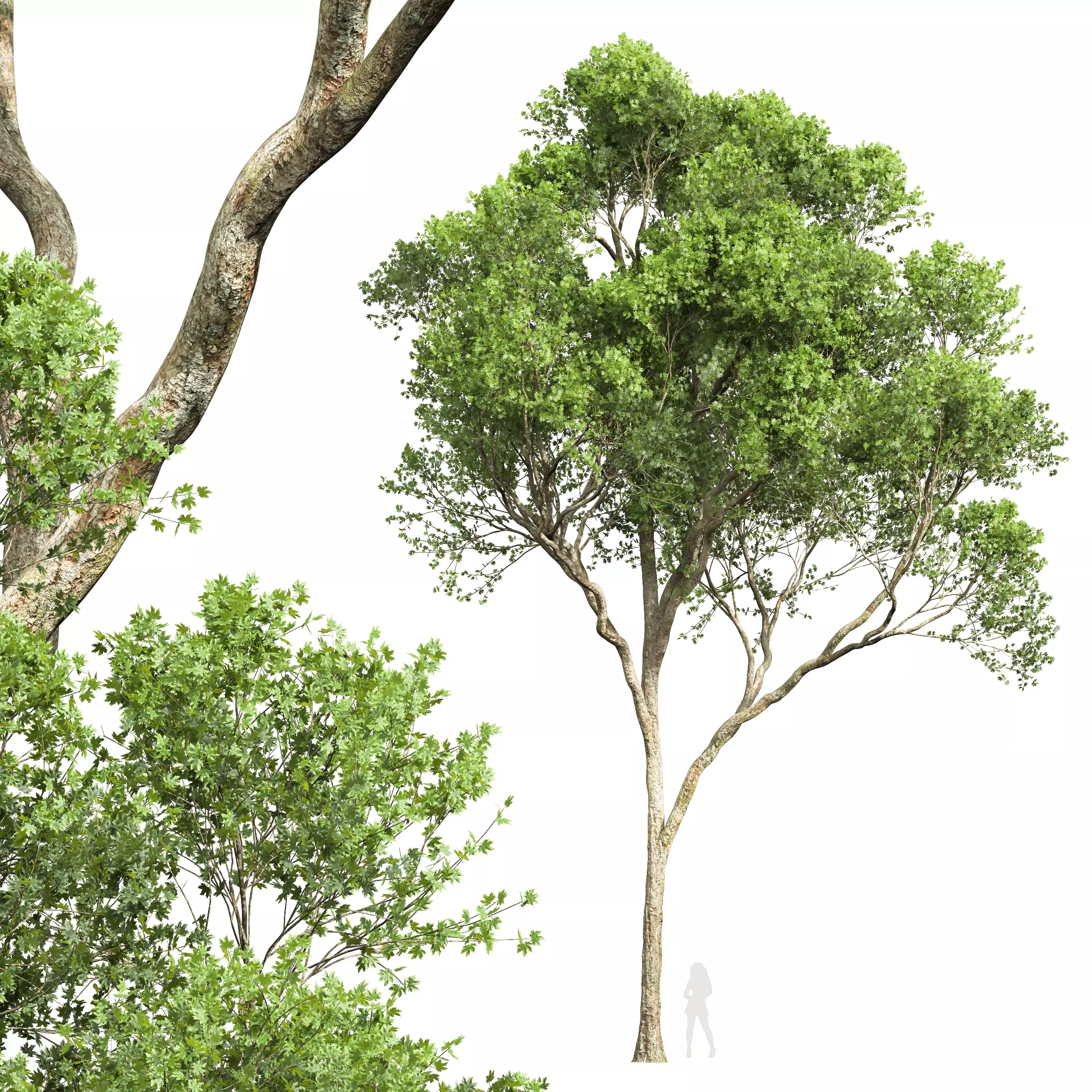 New Plant High detail Acer Pseudoplatanus 3D model_0