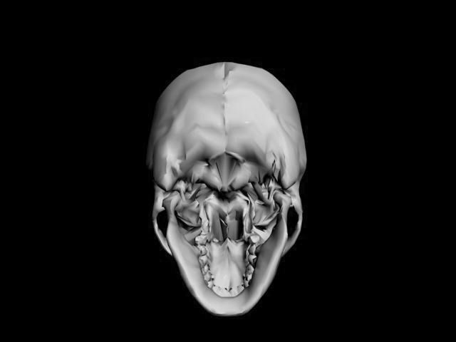 Human Skull 3D model_2