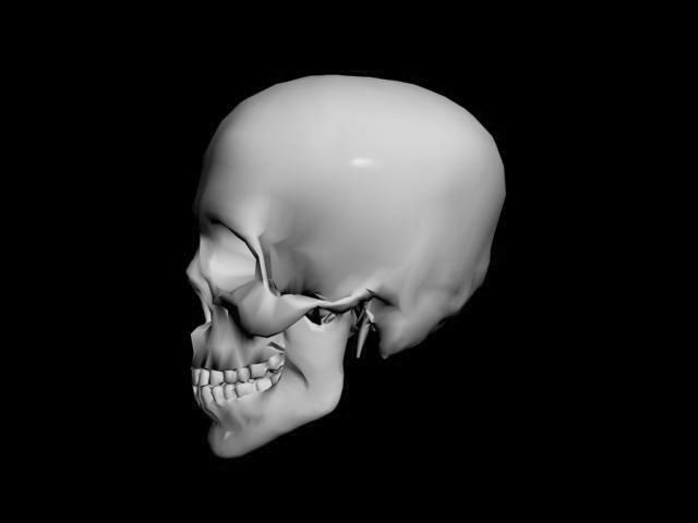 Human Skull 3D model_3