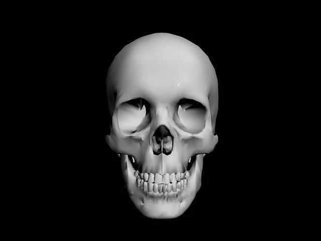 Human Skull 3D model
