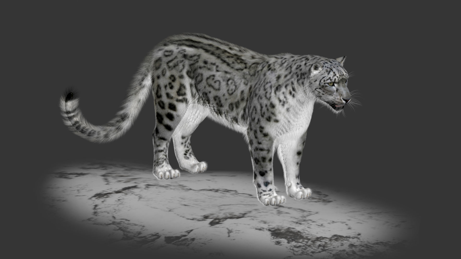 Snow leopard v-ray ornatrix Low-poly 3D model_11