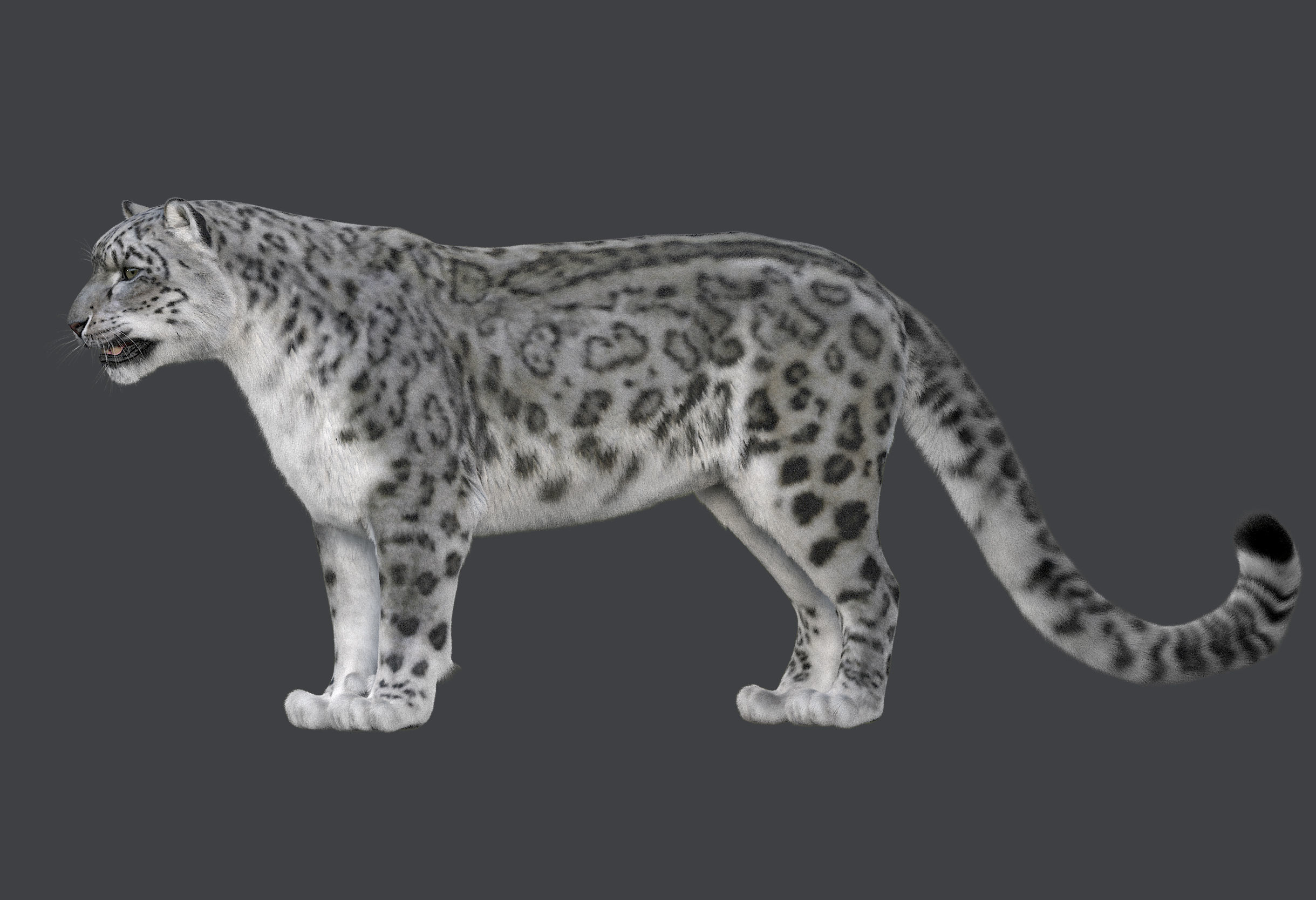 Snow leopard v-ray ornatrix Low-poly 3D model_9