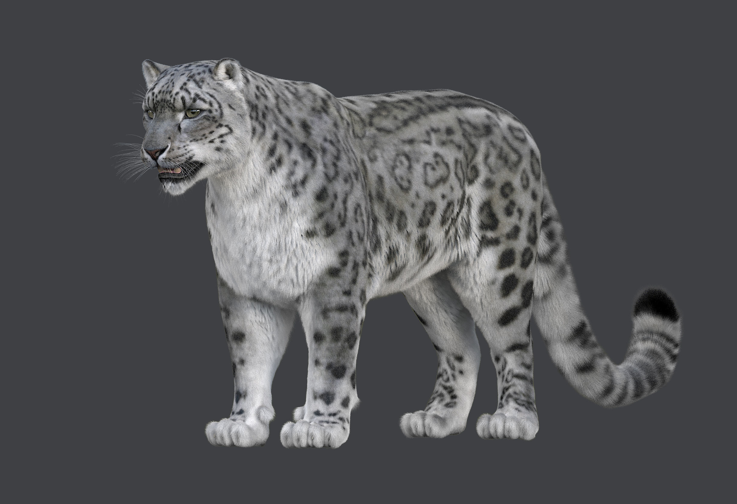 Snow leopard v-ray ornatrix Low-poly 3D model_8