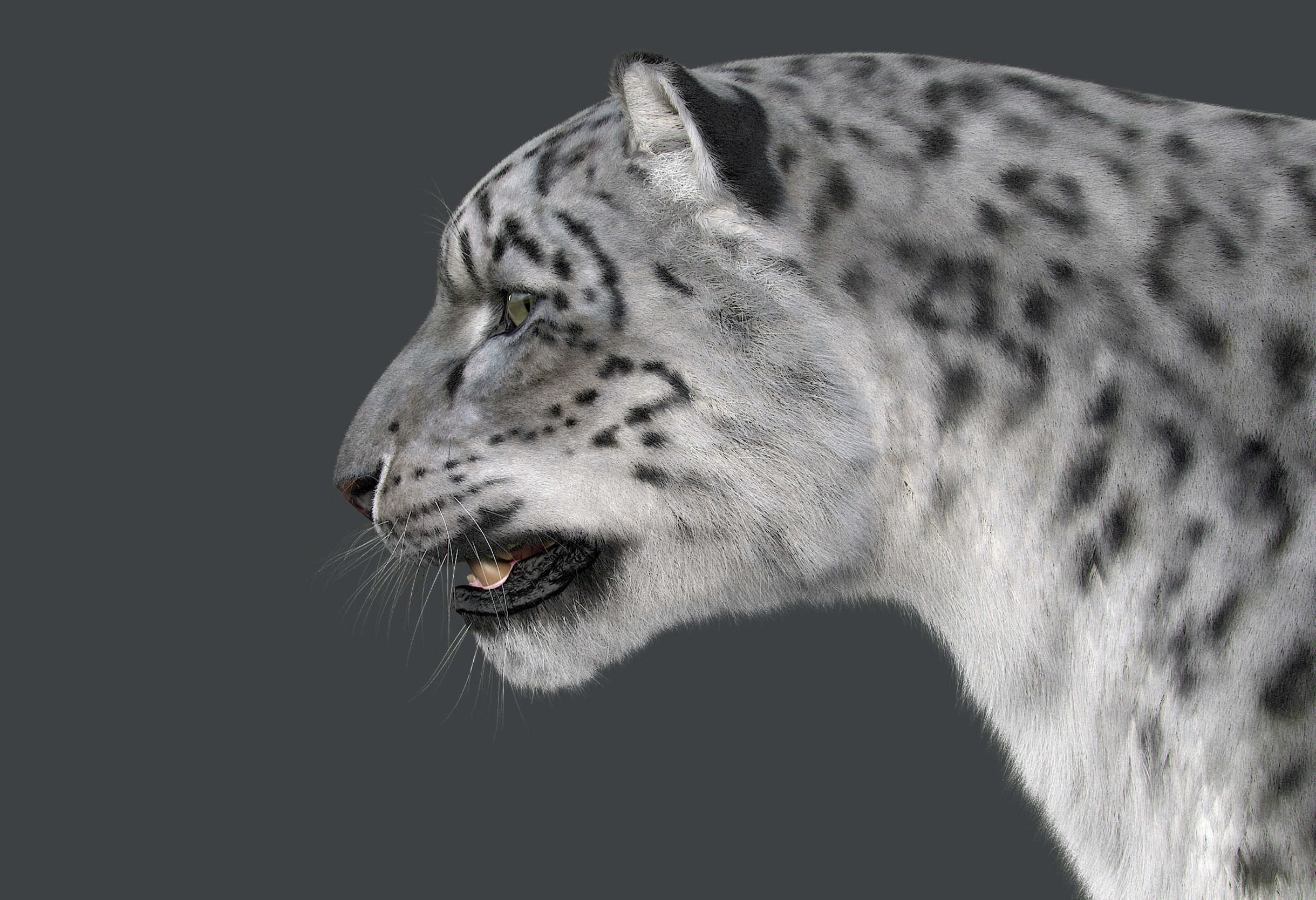 Snow leopard v-ray ornatrix Low-poly 3D model_13