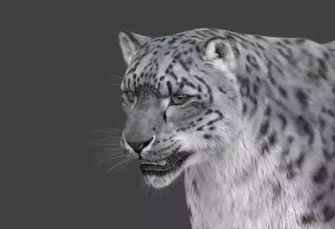 Snow leopard v-ray ornatrix Low-poly 3D model