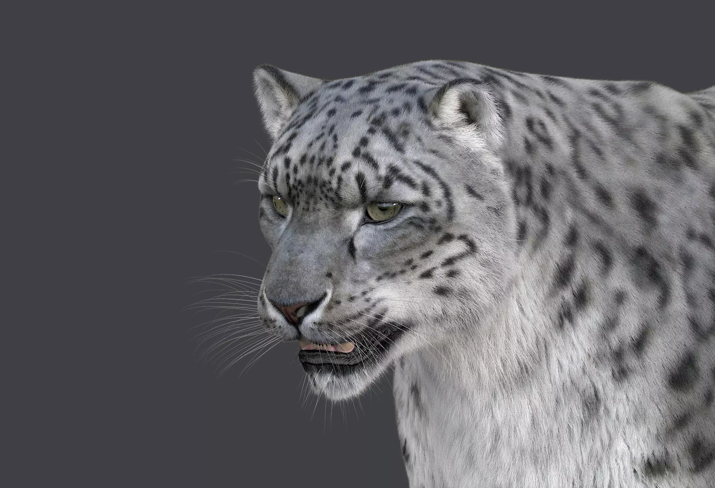 Snow leopard v-ray ornatrix Low-poly 3D model_0