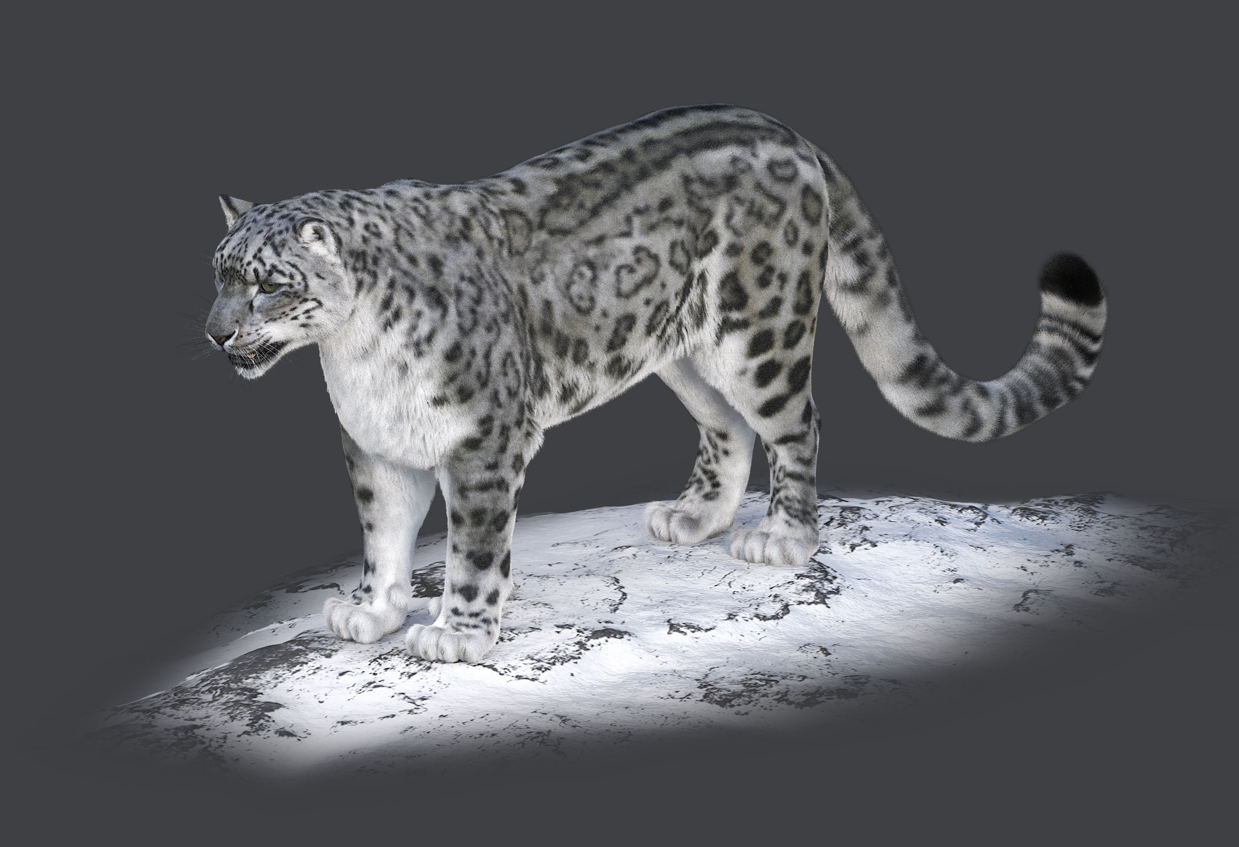 Snow leopard v-ray ornatrix Low-poly 3D model_2