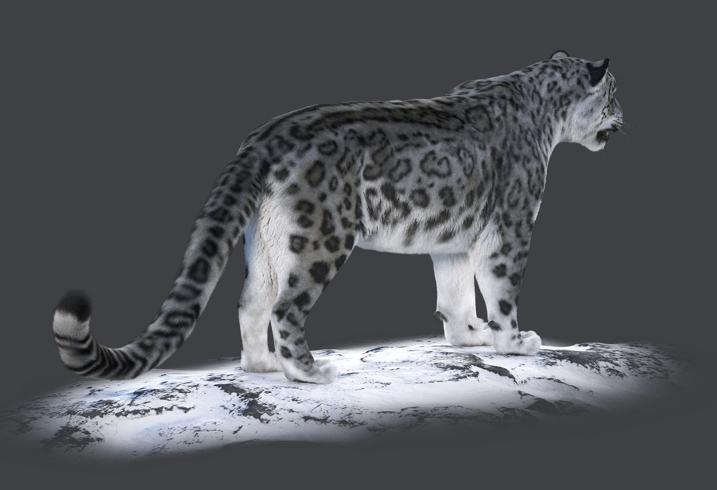 Snow leopard v-ray ornatrix Low-poly 3D model_3
