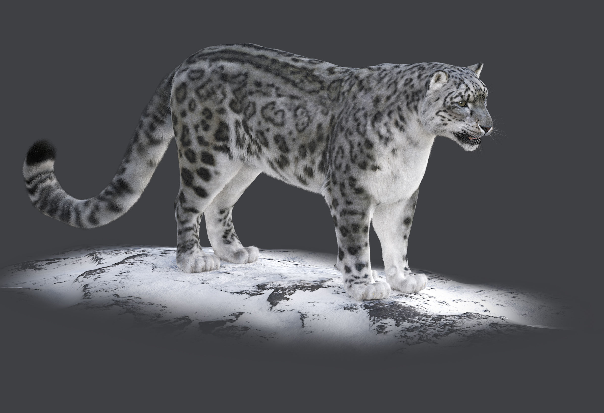 Snow leopard v-ray ornatrix Low-poly 3D model_1