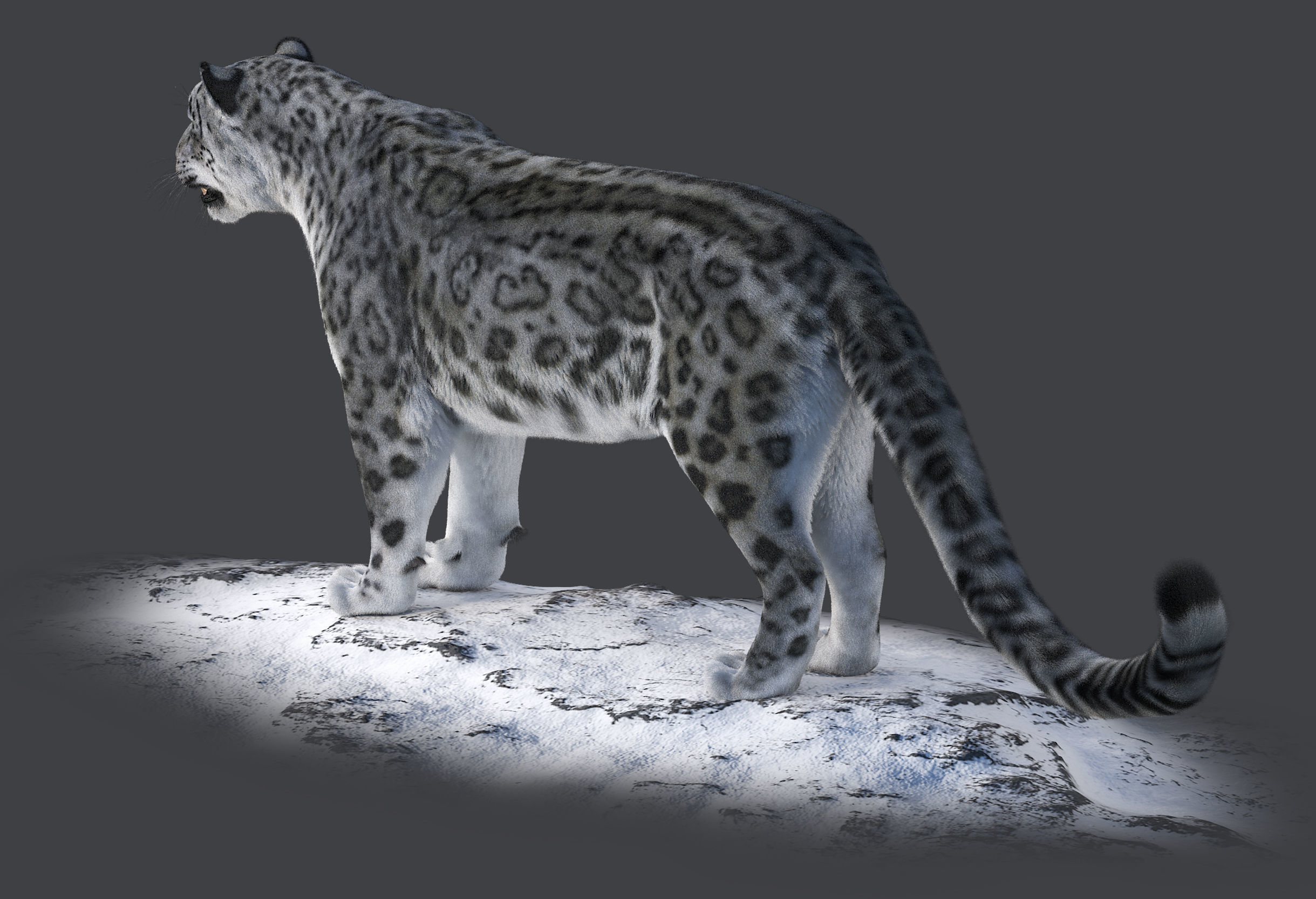 Snow leopard v-ray ornatrix Low-poly 3D model_4