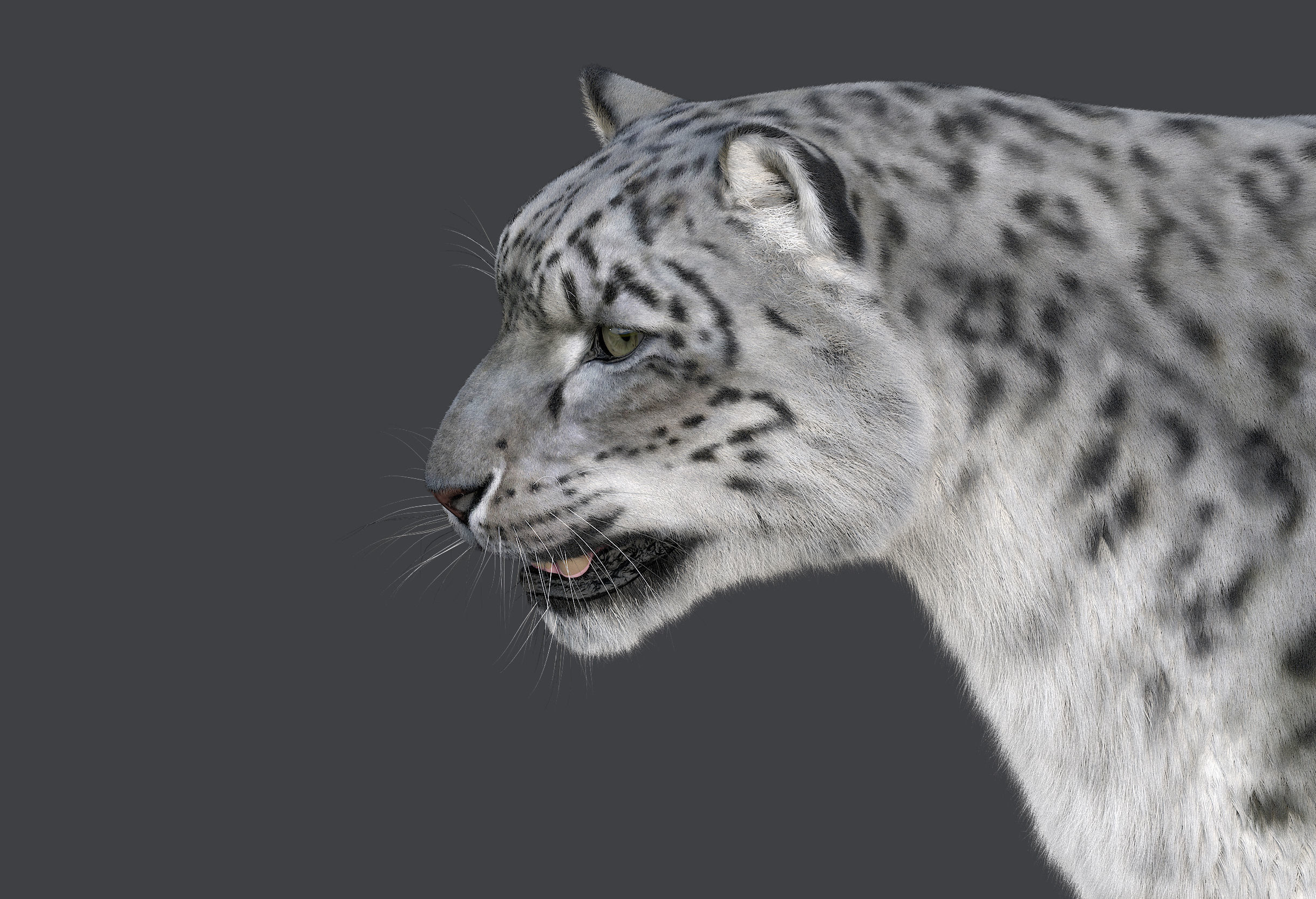 Snow leopard v-ray ornatrix Low-poly 3D model_12