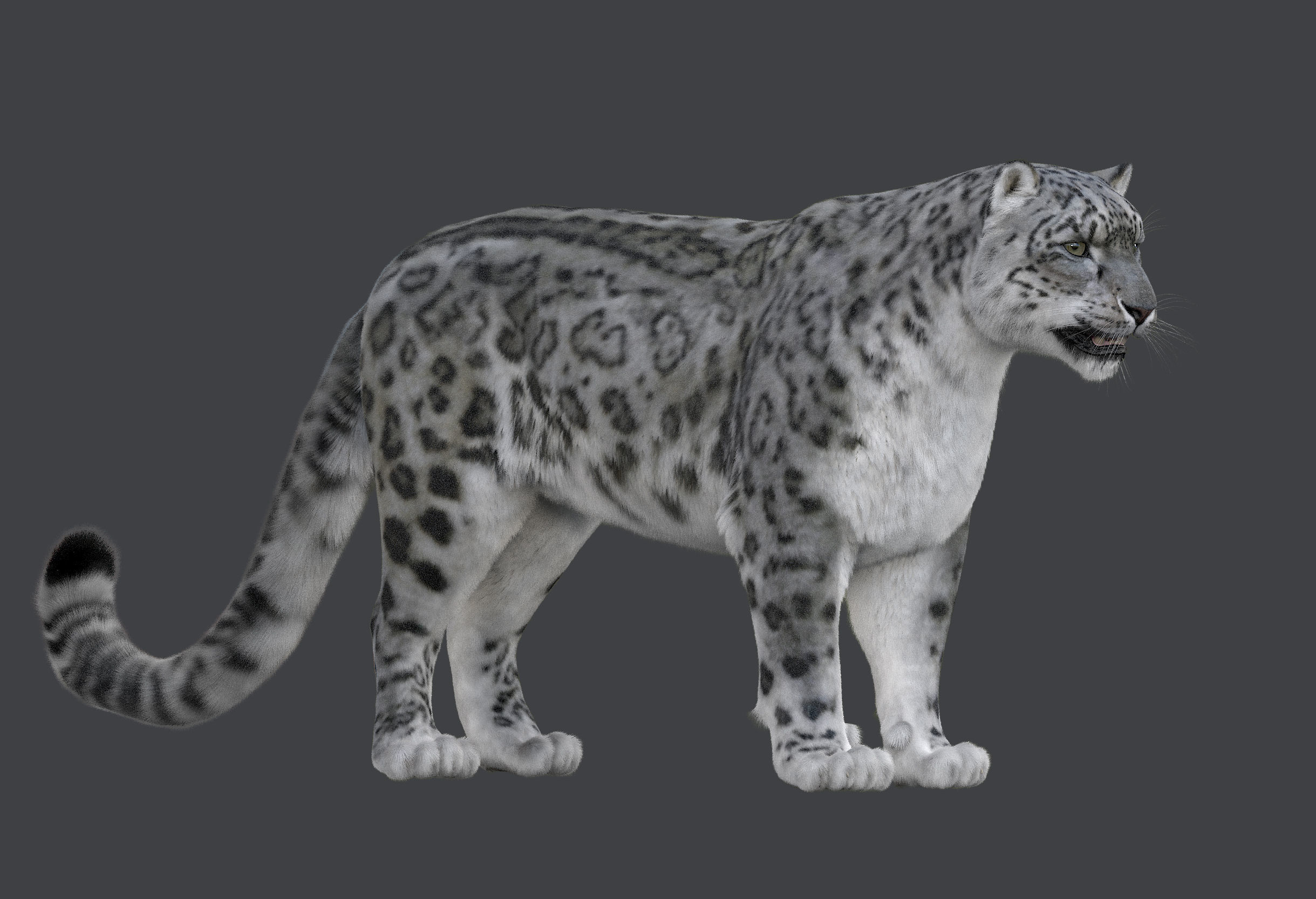 Snow leopard v-ray ornatrix Low-poly 3D model_7