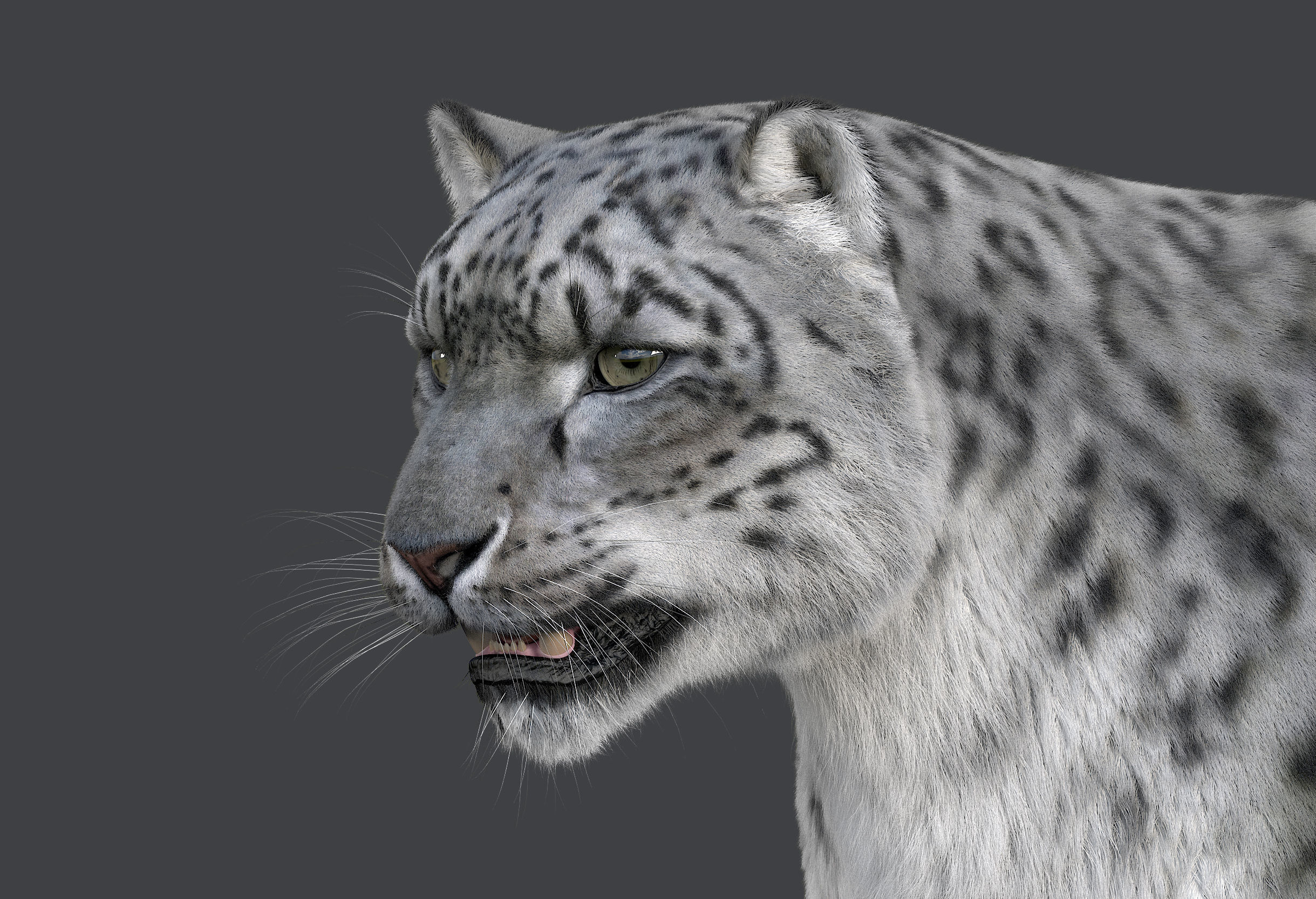 Snow leopard v-ray ornatrix Low-poly 3D model_6