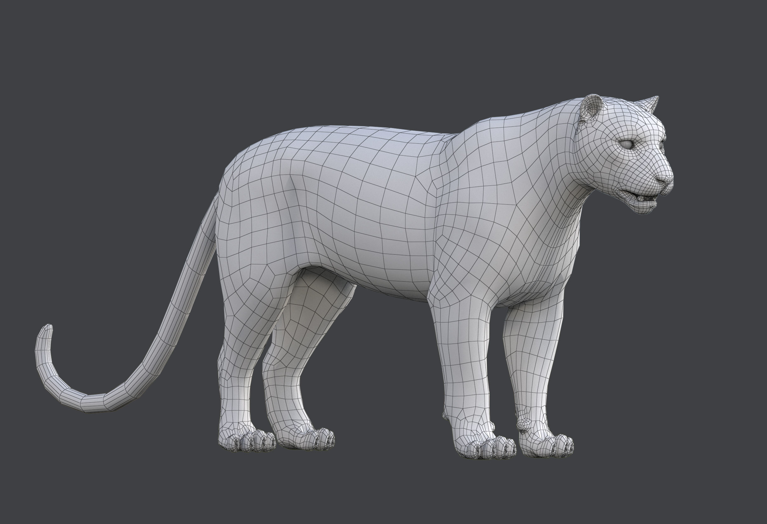Snow leopard v-ray ornatrix Low-poly 3D model_14